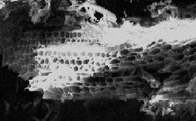 Carbon Image