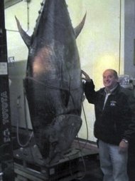Giant Tuna