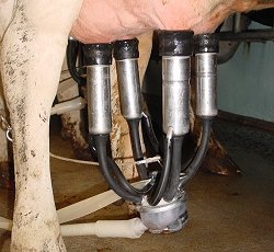 Milking Machine