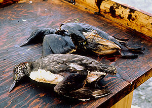 Oily Birds