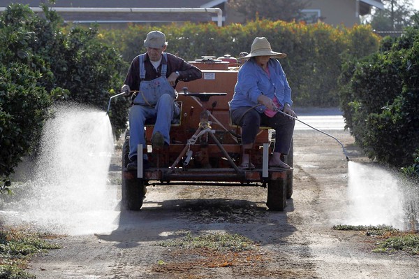 Spraying Oranges